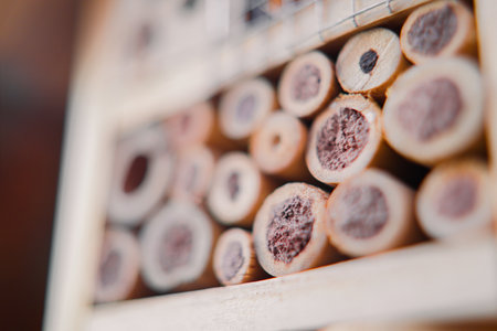 Bee and Wasp Nest out of Wood Offering Shelter for Bees and Wasps in Extreme Close-Upの写真素材