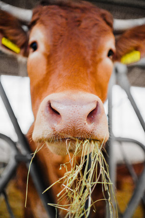 Cow Eats Dry Hay Close Upの写真素材