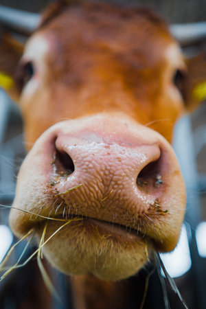Pink Cow Nose Eating Close Upの写真素材