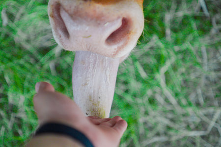 Wet Cow Tongue Licking a Handの写真素材