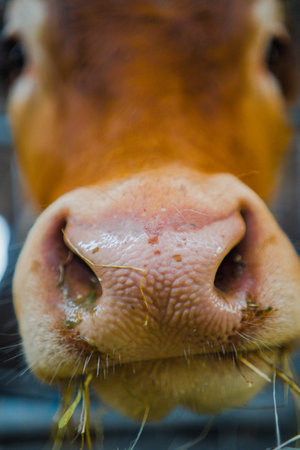 Wet Cow Nose Extreme Close Upの写真素材