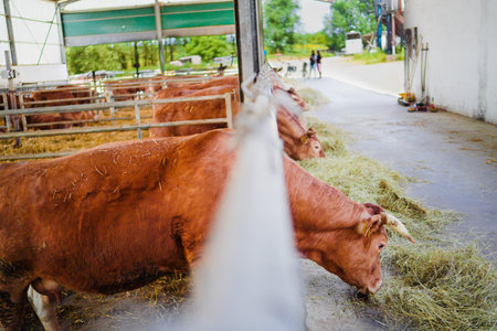 Cows Eating Hay in their Barn at the Farmの写真素材