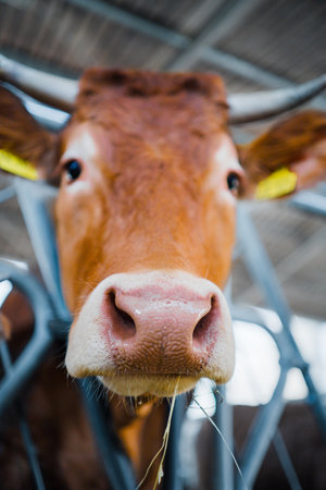 Curious Cow with Wet Nose Close Upの写真素材