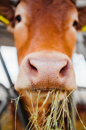 Close Up of a Cow Eating Dy Hay With its Snoutの写真素材