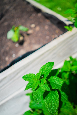 Fresh Green Mint Plant Leaves on a Mint Bush Near a High Rise Garden Bed in a Garden Environment on a Hot Sunny Summer Dayの写真素材