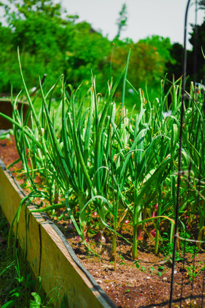 Green Onion Plants in High Rise Garden Bed on a Sunny Summer Dayの写真素材