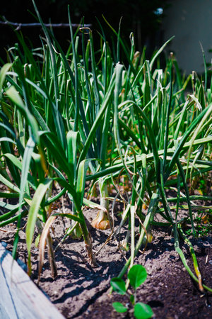Green Leek Onion Shrud in a Raised Garden Bed Fully Developed Ready to Harvest on a Hot Sunny Summer Dayの写真素材