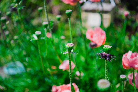 Green Poppy Bud in a Botanic Gardenの写真素材