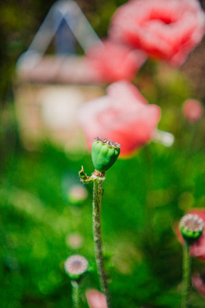 Green Closed Poppy Bud in a Garden on a Hot Sunny Summer Dayの写真素材