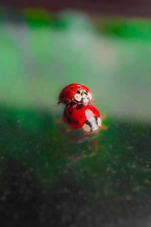 Red Ladybugs Mating with each Otherの写真素材