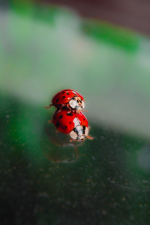 Red Ladybug Couple Having Intercourse on a Glass Surface Fertile Ready to Make Eggs and to Reproduceの写真素材