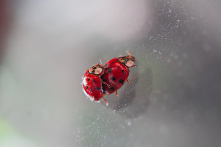 Red Ladybug Couple Having Sex on a Glass Surfaceの写真素材