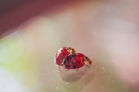 Red Ladybug Couple Having Sex on a Glass Surface Fertile Ready to Make Eggs and to Reproduceの写真素材