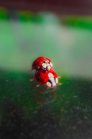 Red Ladybug Couple Having Intercourseの写真素材
