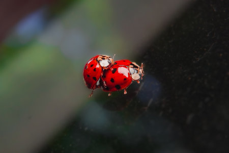 Macro Shot of Red Ladybugs Mating with each Otherの写真素材