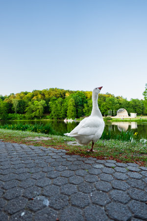 White Emden Goose in a Park on a Pond tanding Infront of a River in a Green Park Within Natureの写真素材