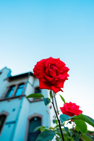 Beautiful Bright Red Rose Growing in a Front Yardの写真素材