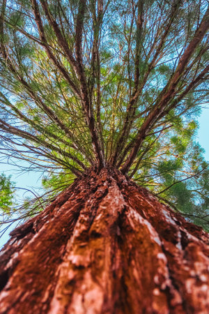 Monumental Raw Brown Tree Trunk with Rough Bark Growing UP from the Ground Soilの写真素材