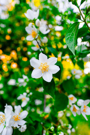 Beautiful White Anemone Flower Blossoming in a Fantastic Fertile Green and Yellow Garden Environment Close Upの写真素材