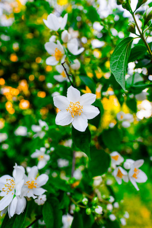 Beautiful White Anemone Flower Blossoming in a Fantastic Fertile Green and Yellow Garden Environment on a Hot Sunny Spring Dayの写真素材