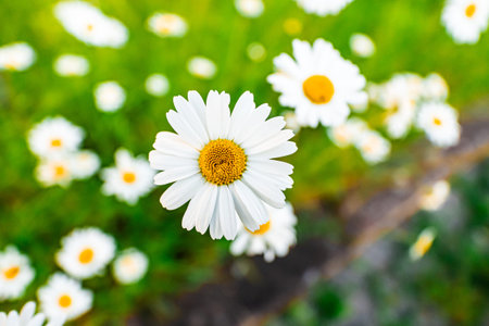 Fantastic White and Yellow Daisy Flower on a Beautiful Field on a Sunny Hot Spring Day