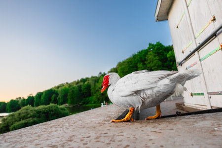White Muscovy Duck Walking Aroung Showing its Tail in a Park Environmentの写真素材