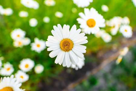 Fantastic White and Yellow Daisy Flower on a Beautiful Fieldの写真素材