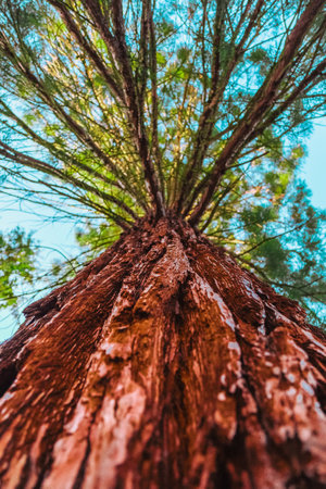 Monumental Raw Brown Tree Trunk with Rough Bark Rising from the Ground Upの写真素材