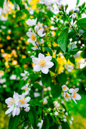 Beautiful White Anemone Flower Blossoming in a Fantastic Fertile Garden Environmentの写真素材