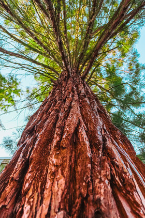 Monumental Raw Brown Tree Trunk with Rough Bark Rising from the Ground Up to the Sky Surpassing Eversthing Aroundの写真素材