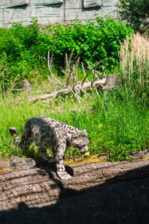 White Snow Leopard in the Zoo Searching for Food in Camouflage Furの写真素材