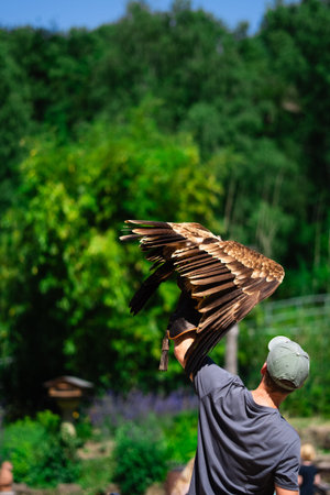 Majestic Brown Golden Eagle with Trainer Outdoors in Nature