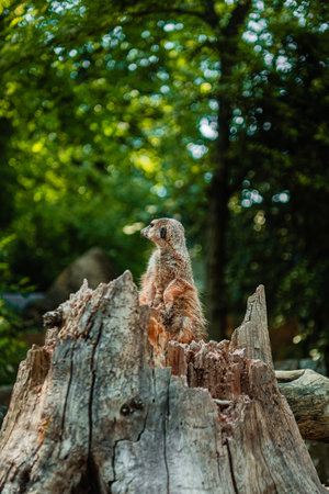 Meerkant Sitting on a Trunk Watching Outの写真素材