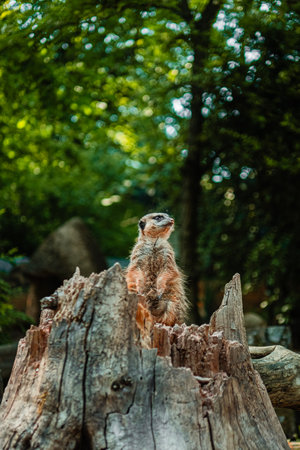 Meerkant Sitting on the Watch Sitting on a Trunkの写真素材