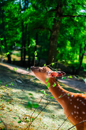 Beautiful Wild Deer Eating Leaves from a Branchの写真素材