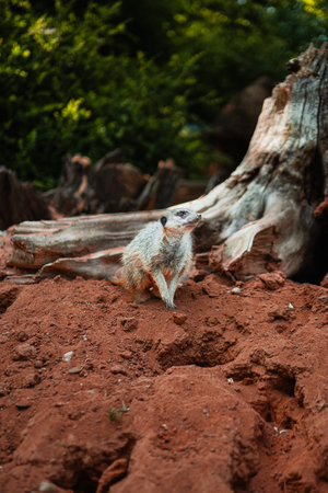 Meerkant Mongoose Guarding his Territoryの写真素材