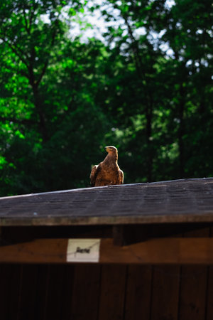 Majestic Brown Golden Eagle Sitting on a Roof of a Buildingの写真素材