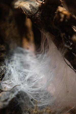 White Dens Tarantuala Spider Netの写真素材