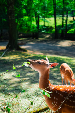 Beautiful Cute Wild Deer Eating Leaves from a Trees Branch in the Wild Nature Outdoors on a Hot Sunny Summer Dayの写真素材