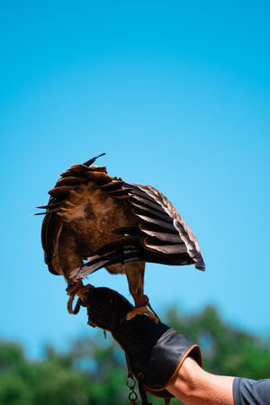Majestic Brown Golden Eagle Aquila Chrysaetos with Beautiful Feathers Sitting on the Hand Glove of a Bird Rrainer Ready to Spread its Wings and Fly Through the Air Outdoors in Natureの写真素材