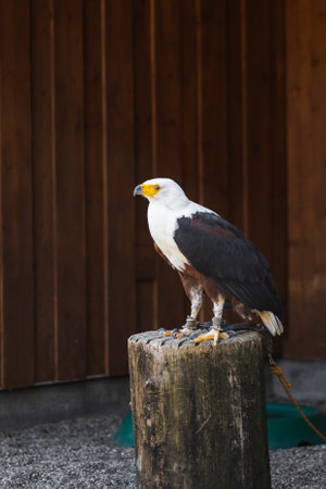 Majestic African Fish Eagle with White Headの写真素材