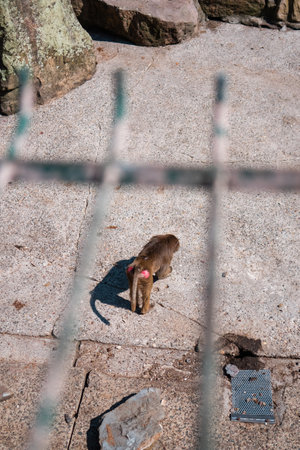 Brown Baboon Monkey Caught in his Enclosure in the Zoo Standing on the Concrete Floor Showing his Back with a Red Butt Viewed Through the Metal Cage Barsの写真素材
