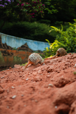 Meerkant Digging in the Sand Ground Shoveling Soil Upの写真素材