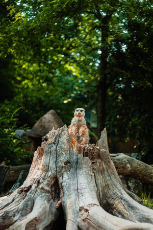 Meerkant Guarding the Group Watching Out Sitting on a Tree Trunkの写真素材