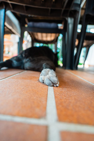 Paw of a French Bulldog Dog Close Up Lying on the Floorの写真素材