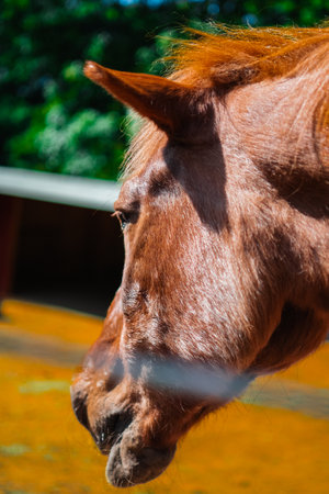 Brown Furry Face of a Horse Outdoors in Nature During a Hot Sunny Summer Dayの写真素材