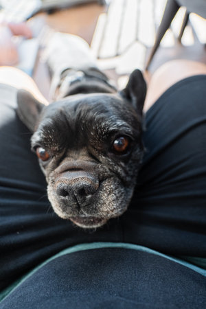 French Bulldog on the Lap Trying to get some Foodの写真素材