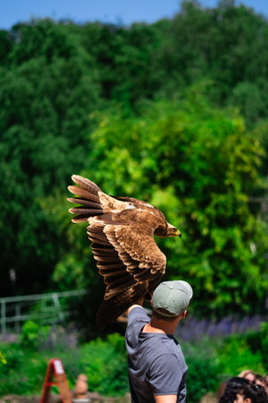 Majestic Brown Golden Eagle Ready to Fly with Bird Trainerの写真素材