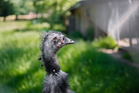 Black Feathered Emu Dromaius Novaehollandiae Looking into Green Nature Outdoors on a Hot Sunny Summer Dayの写真素材