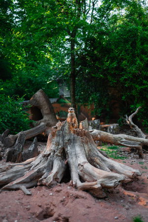 Mongoose Guarding the Group Watching Out Sitting on a Tree Trunkの写真素材